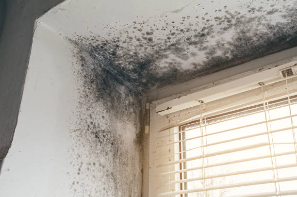 Affordable Mold Inspection And Testing solutions in Freeland, MI